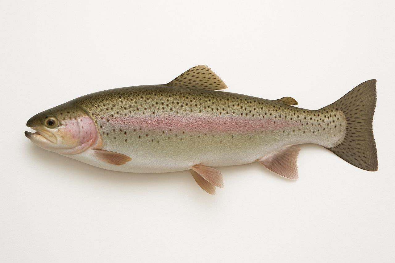 Reservoir Trout