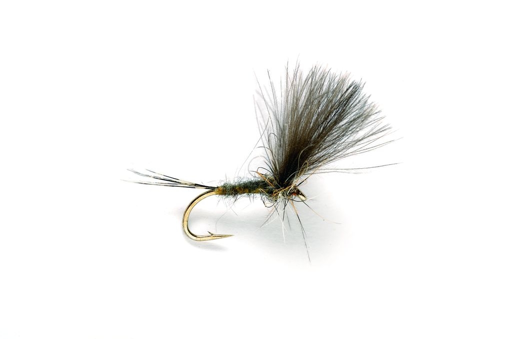 Olive Dun CdC