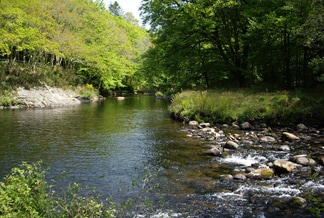 River Dartmoor