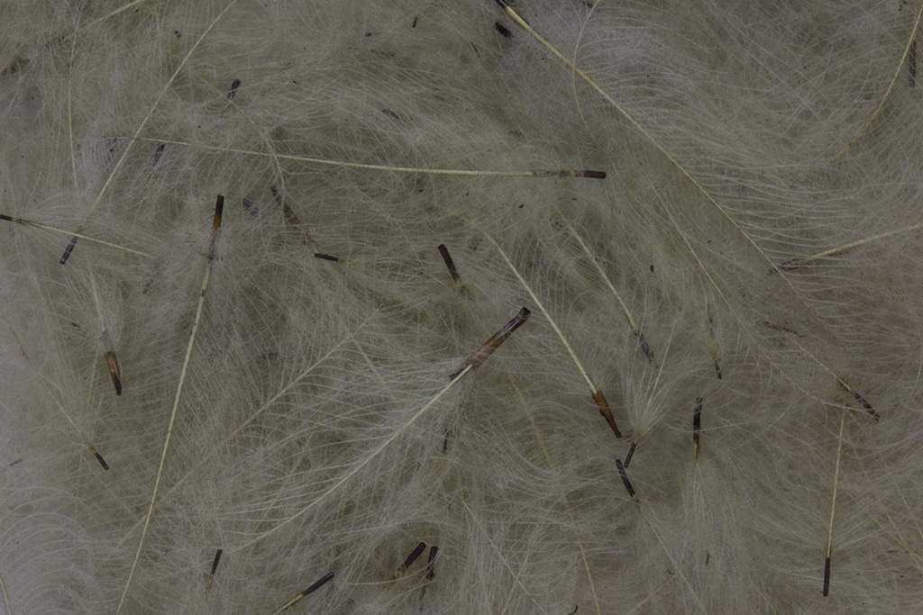 CDC Feathers