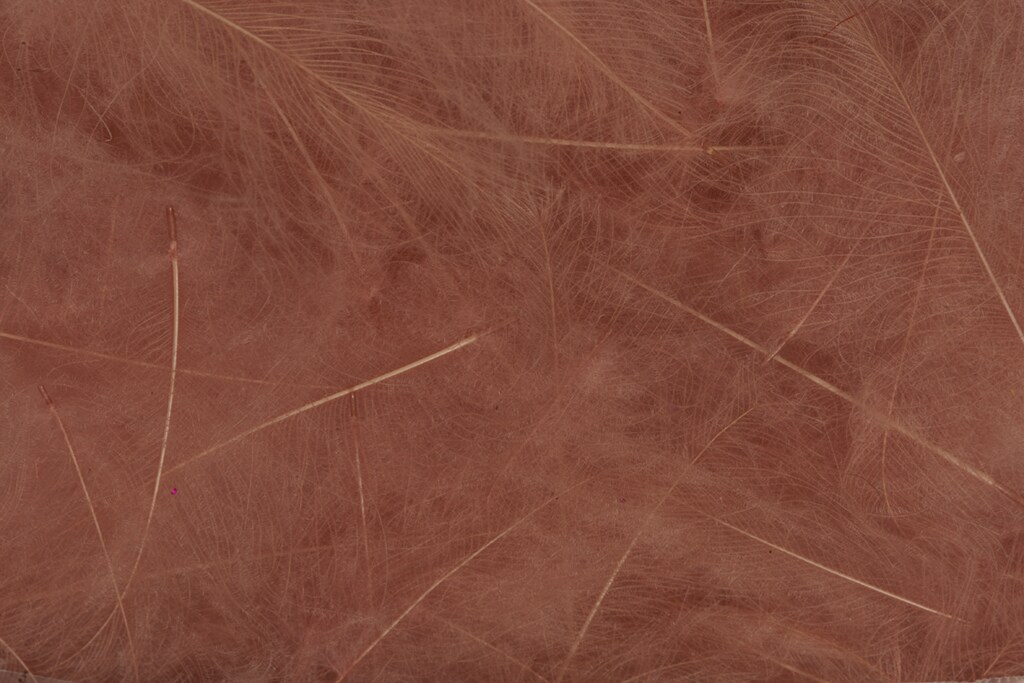 CDC Feathers