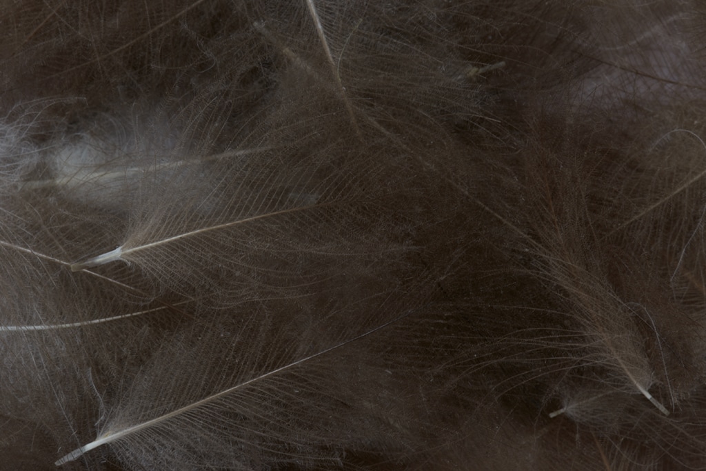CDC Feathers Bulk