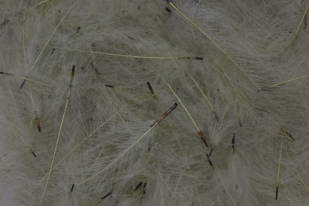 CDC Feathers Bulk