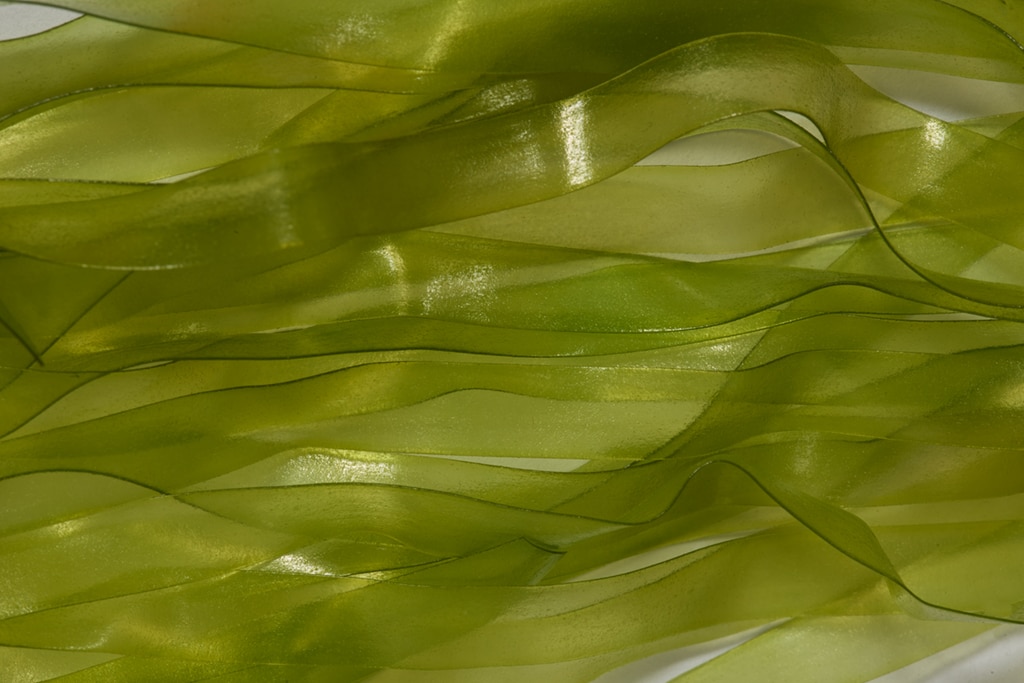 Scud Skin Medium 6mm