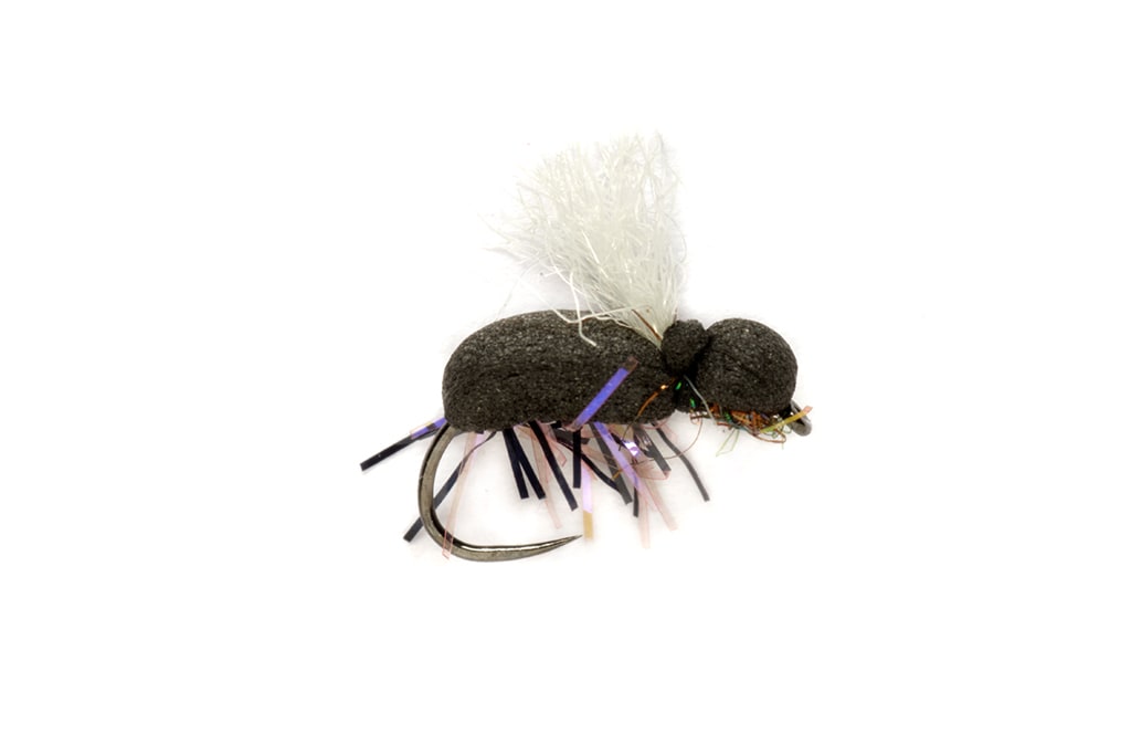 Procter's Target Beetle
