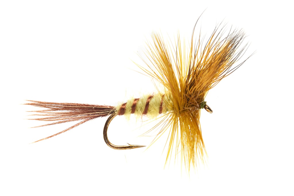Jackie's Yellow Olive May