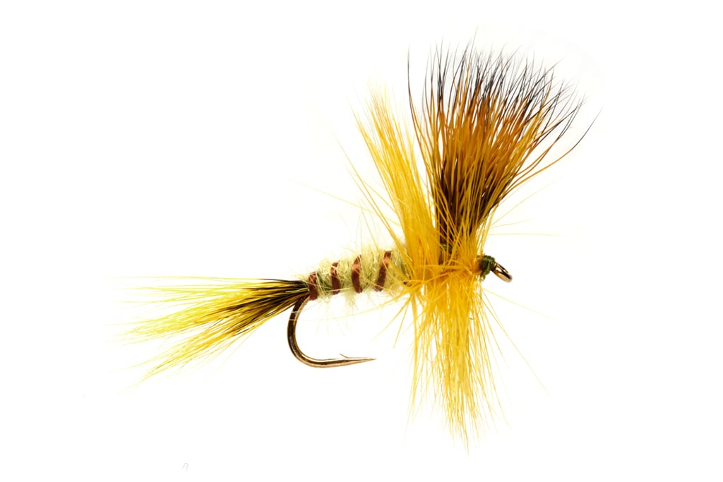 Jackie's Yellow May