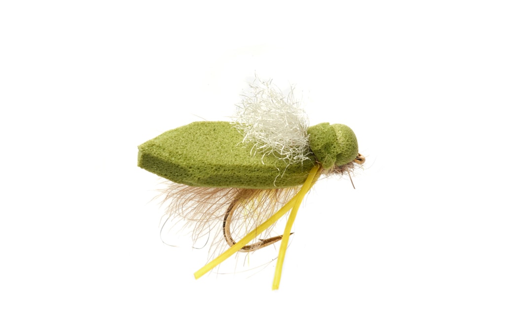 Procter's Flip Flop Tussock Cicada White Wing