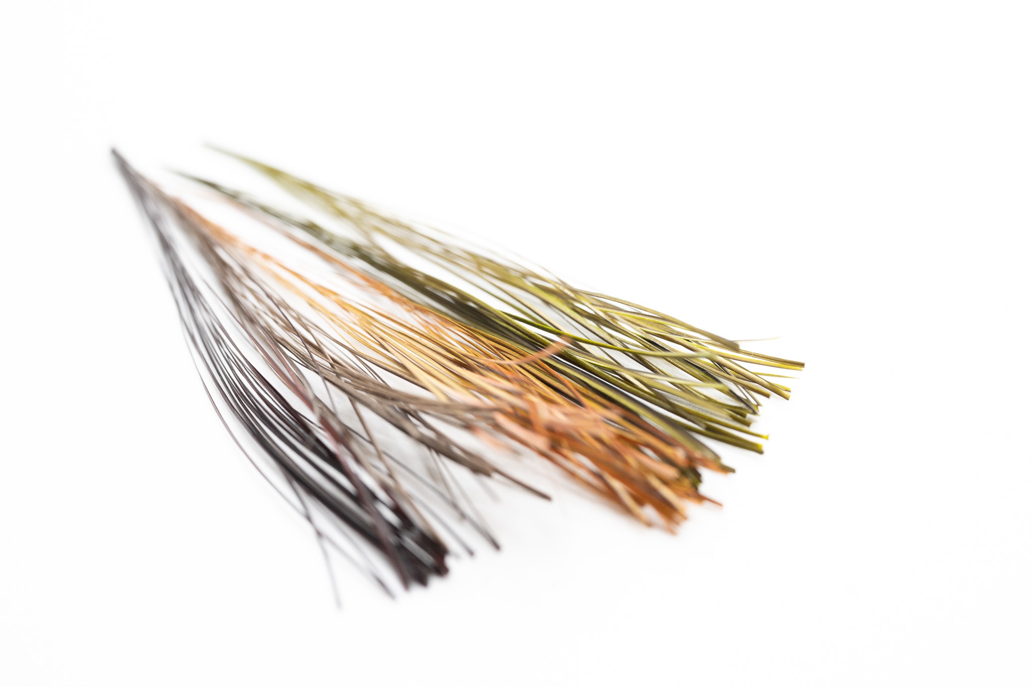Stripped Quills